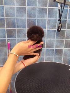 廠家直銷特價新款泰迪小狗實木衣柜衣架 寵物衣柜、床與衣架的完美結合